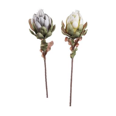 PROTEA PRINCE 75CM IN 2 COLORI