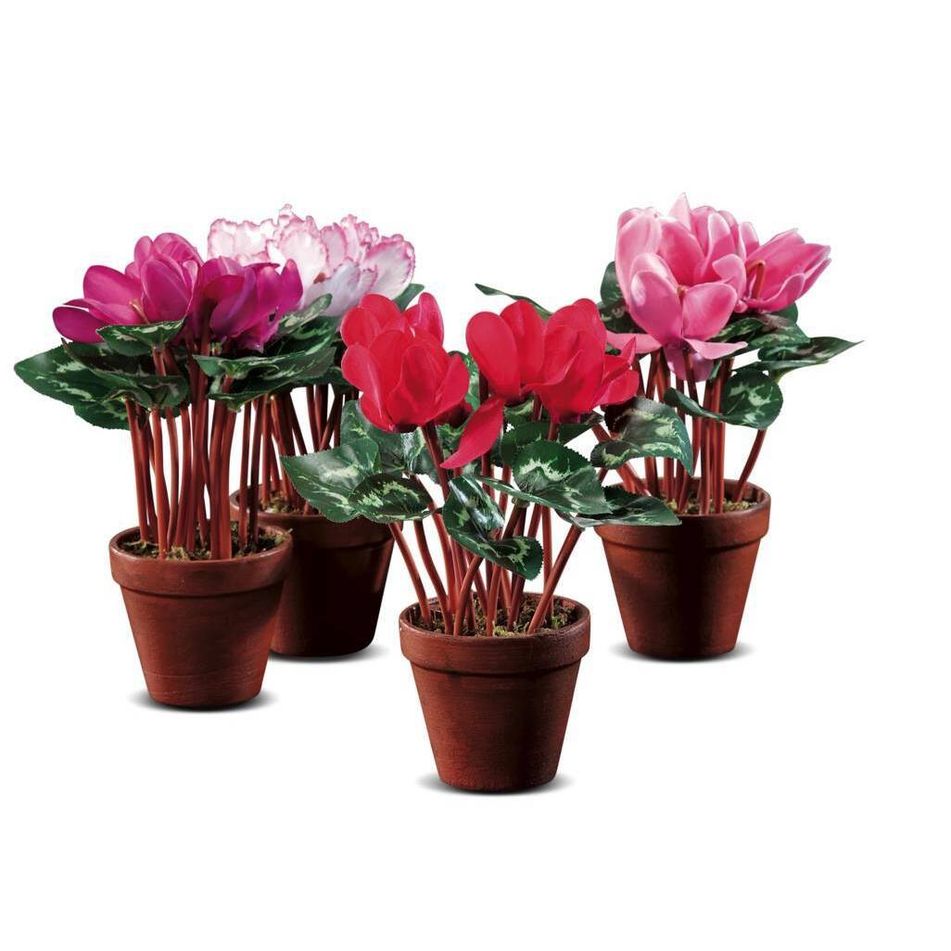 vaso-con-ciclamini-d-dot-10-dot-5xh25-dot-5cm-in-4-colori