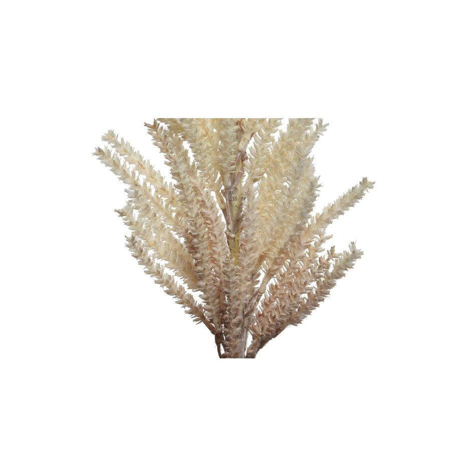 pampas-decorativa-crema-h94cm-con-foglie