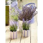 lavanda-d-dot-7xh18cm-con-vaso-in-porcellana-a-righe