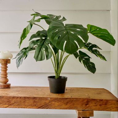 VASO CON MONSTERA 60X60XH66CM