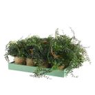 vaso-sospeso-con-felce-d-dot-20xh26cm-in-plastica