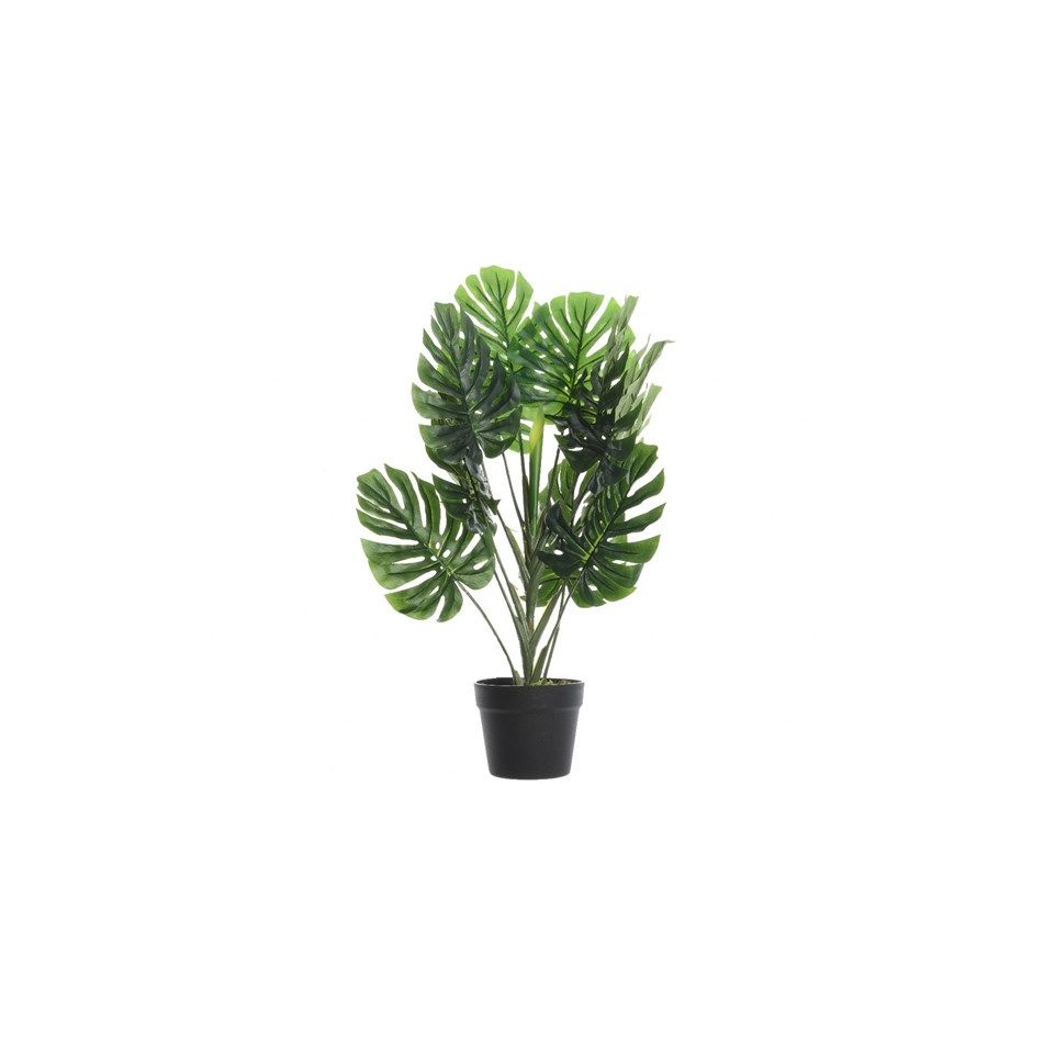 vaso-pianta-verde-con-foglie-larghe