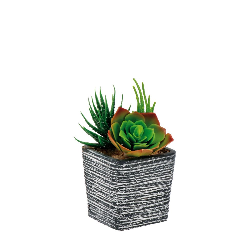 vaso-con-piante-grasse-8x8xh14cm-in-4-colori