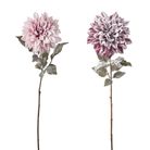 dalia-innevata-natalizia-cm73-rosa-slash-fuxia