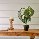 vaso-con-alocasia-d-dot-27xh50cm