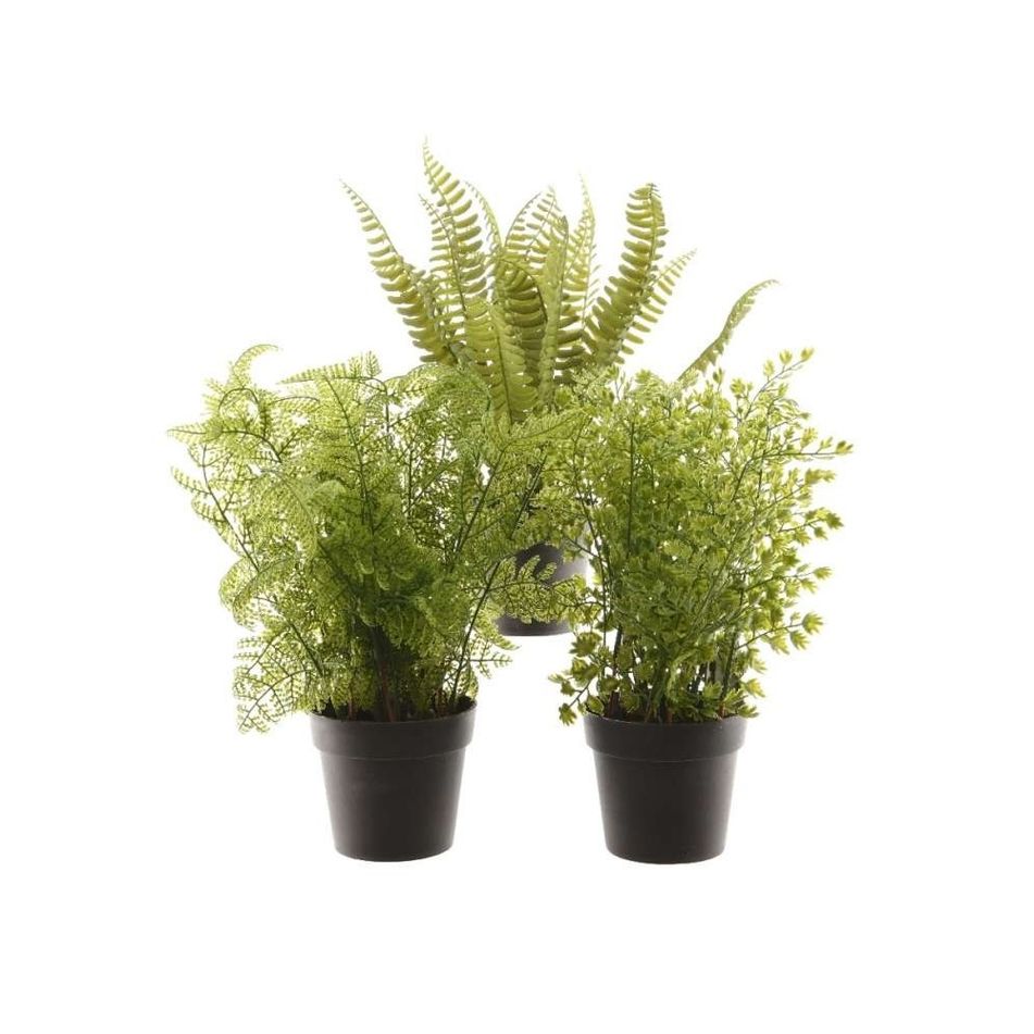 pianta-di-felce-d-dot-10xh28cm-in-diversi-modelli