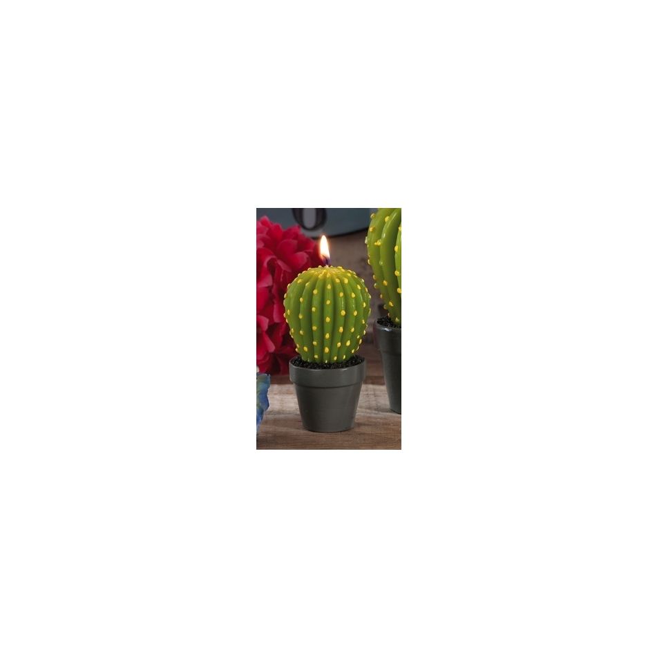cand-m-dot-cactus-plus-vaso-a2col-d55xh105