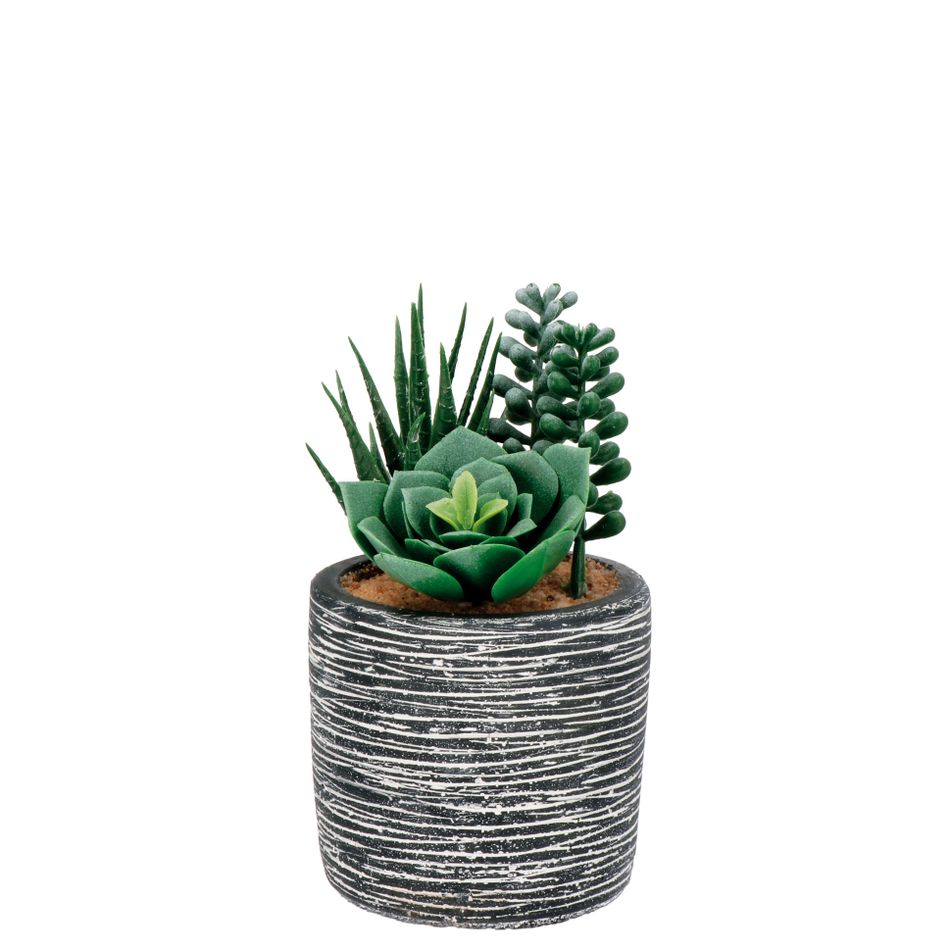 vaso-con-piante-grasse-d-dot-8xh16cm-in-3-modelli