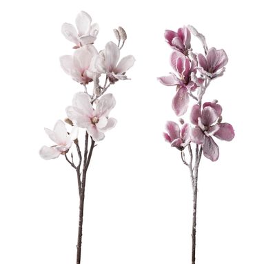 MAGNOLIA INNEVATA CM92 ROSA / BIANCA.