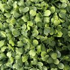 greenball-boxwood-d-dot-21cm-verde