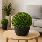 greenball-boxwood-d-dot-38cm-verde