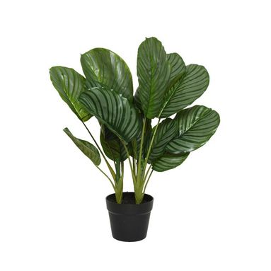 VASO CON CALATHEA D.60XH60CM