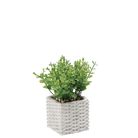 vaso-con-pianta-grassa-decorativa-8x8xh18cm-in-2-c