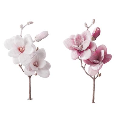 MAGNOLIA INNEVATA CM50 ROSA / BIANCA.