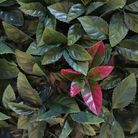 siepe-artificiale-red-leaf-50x50cm-verde-fissa
