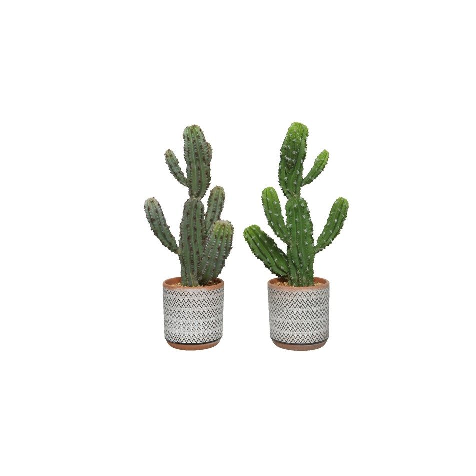 vaso-in-terracotta-con-cactus-d-dot-19xh48cm