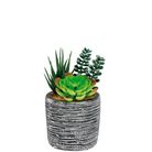 vaso-con-piante-grasse-d-dot-8xh16cm-in-3-modelli