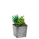 vaso-con-piante-grasse-8x8xh14cm-in-4-colori