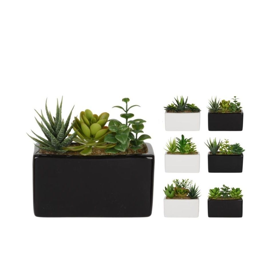 pianta-grassa-15x8xh14cm-in-vaso-bianco-slash-nero