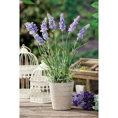VASO C/LAVANDA DIAM10XH40