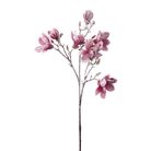 magnolia-innevata-cm88-rosa-slash-bianca