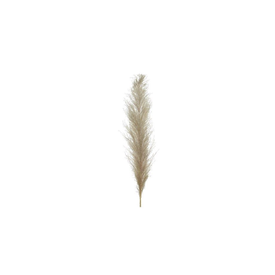 pampas-naturale-55cm