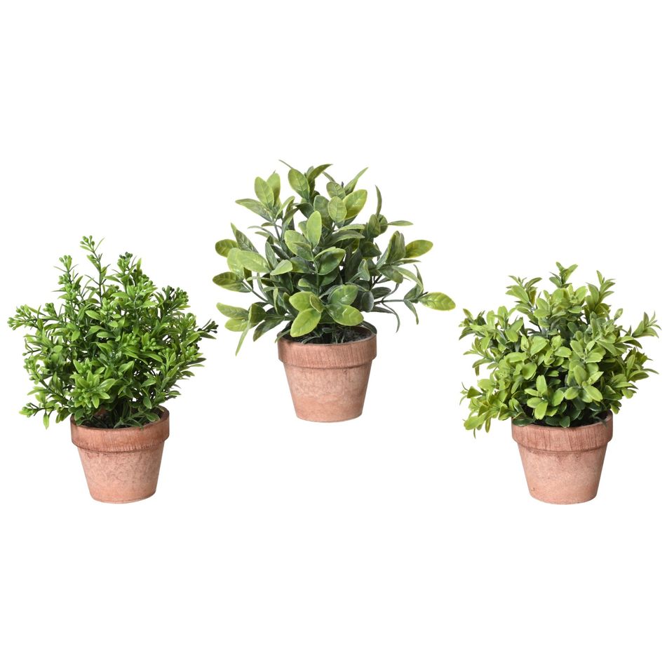 pianta-gardenia-d-dot-8xh18cm-in-vaso-di-carta