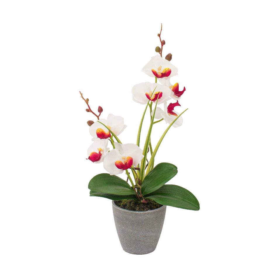 vaso-con-orchidea-a-7-fiori-d-dot-10xh38cm-in-4-colori