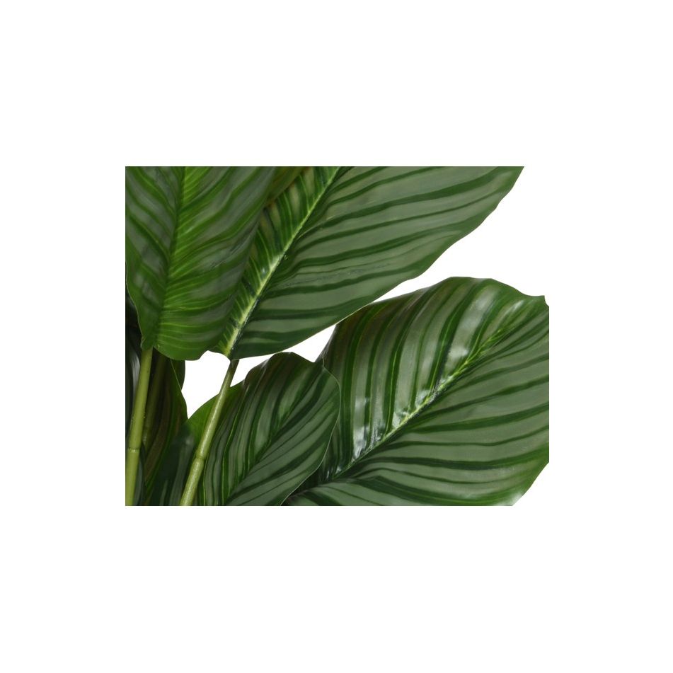 vaso-con-calathea-d-dot-60xh60cm