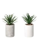 vaso-con-pianta-grassa-decorativa-d-dot-9xh22cm-in-2-c