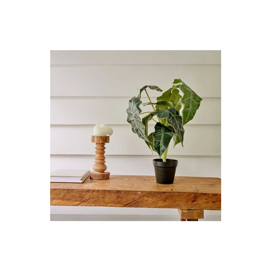 vaso-con-alocasia-d-dot-27xh50cm