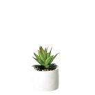 vaso-con-pianta-grassa-decorativa-d-dot-10xh18cm-in-2-7bcada