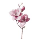 magnolia-innevata-cm50-rosa-slash-bianca