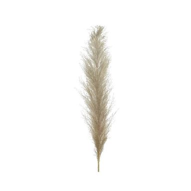 PAMPAS NATURALE 55CM