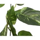 ghirlanda-20x9xh180cm-in-plastica-verde