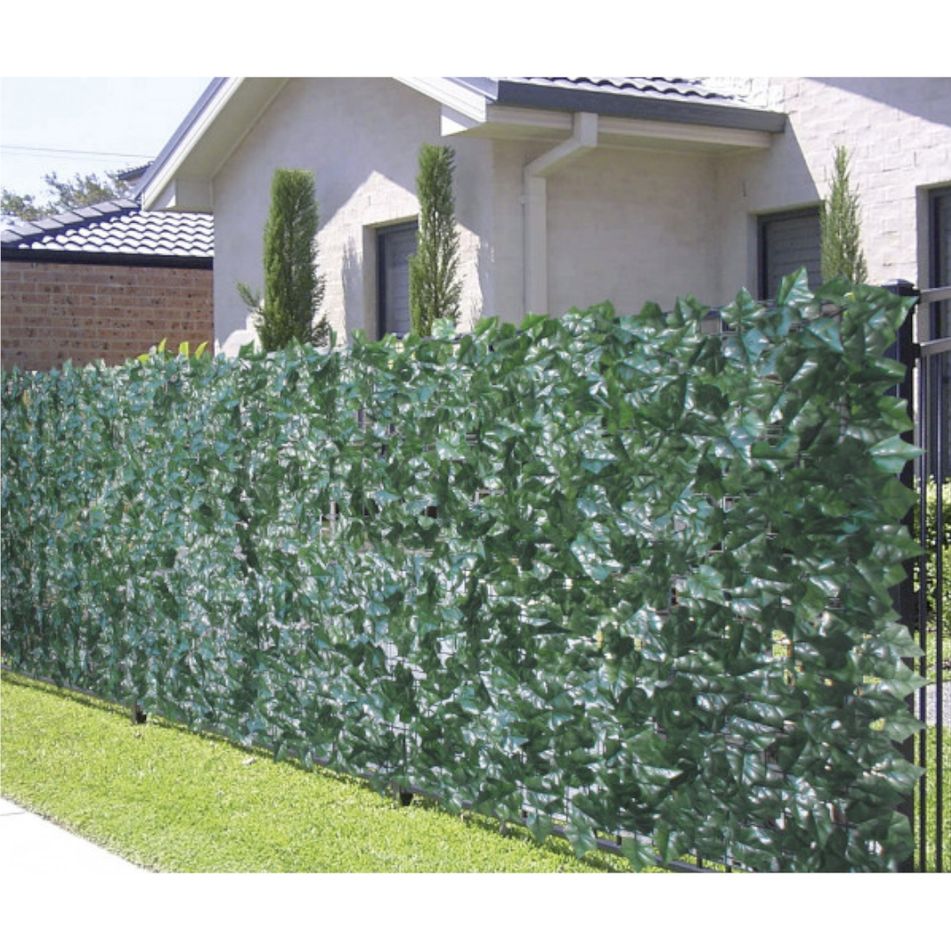 siepe-sempreverde-edera-15x3m