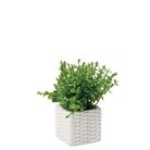vaso-con-pianta-grassa-decorativa-8x8xh18cm-in-2-c