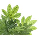 vaso-con-aralia-d-dot-90xh130cm