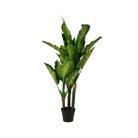 pianta-dieftenbachia-d-dot-70xh150cm-verde-in-pvc