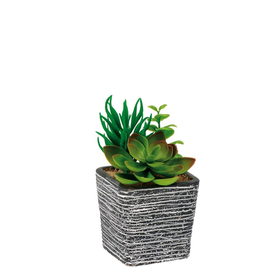 vaso-con-piante-grasse-8x8xh14cm-in-4-colori