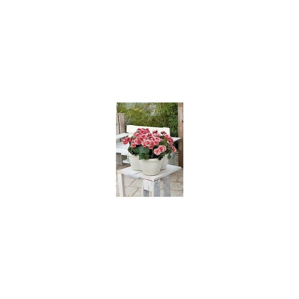 vaso-trifoglio-tremiti-40x33xh16cm-bianco-perla