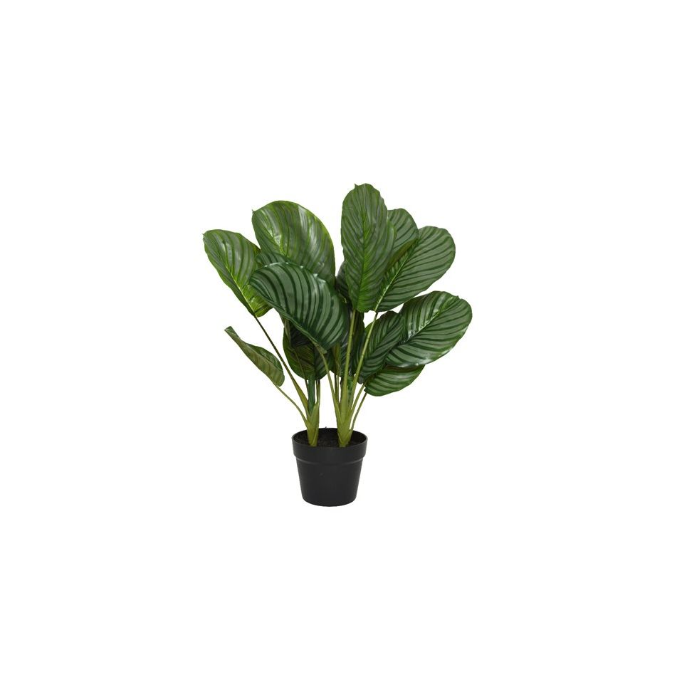 vaso-con-calathea-d-dot-60xh60cm