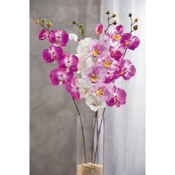 ORCHIDEA 5F 1B ASS4COL CM68