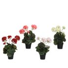 vaso-con-geranio-25x25xh35cm-poliestere-4col-ass