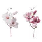 magnolia-innevata-cm50-rosa-slash-bianca