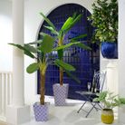 pianta-di-banano-120x100xh180cm-in-plastica