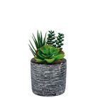 vaso-con-piante-grasse-d-dot-8xh16cm-in-3-modelli