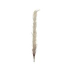 pampas-decorativa-crema-h100cm