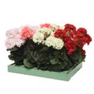 vaso-con-geranio-25x25xh35cm-poliestere-4col-ass
